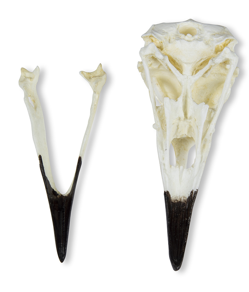 Skull Raven (Corvus corax) - 3