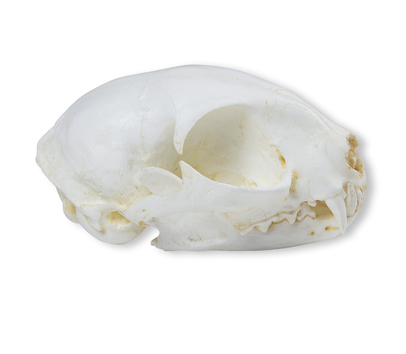 Skull, wild cat (Felis silvestris) - 2