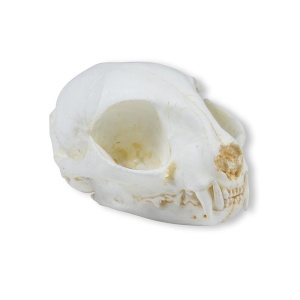 Skull, wild cat (Felis silvestris)