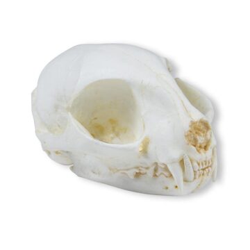 Skull, wild cat (Felis silvestris)