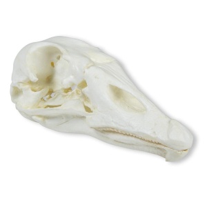 Skull, domestic goose (Anser spec.)