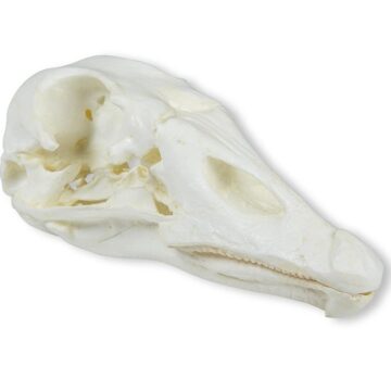 Skull, domestic goose (Anser spec.)