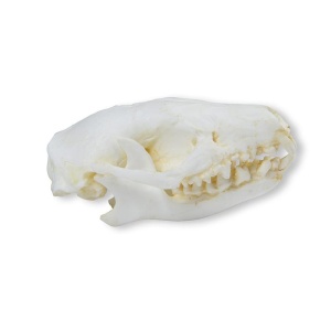 Skull Hedgehog (Erinaceus europaeus)