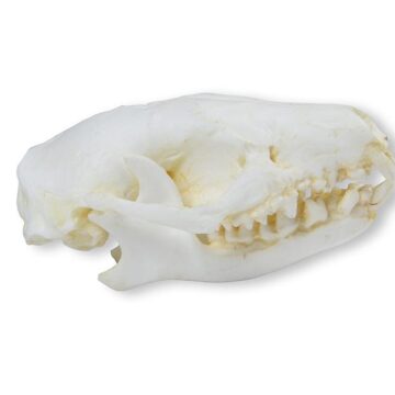 Skull Hedgehog (Erinaceus europaeus)