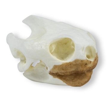 Skull, turtoise (Testudo sp.)