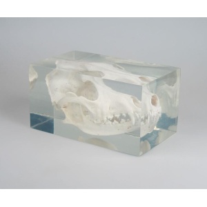 Dog skull in plastic block