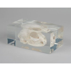 Cat skull in plastic block