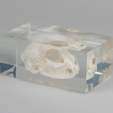 Cat skull in plastic block