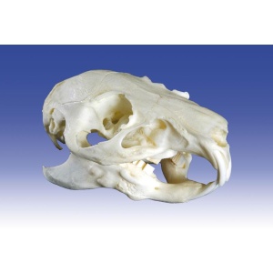 Guinea pig skull