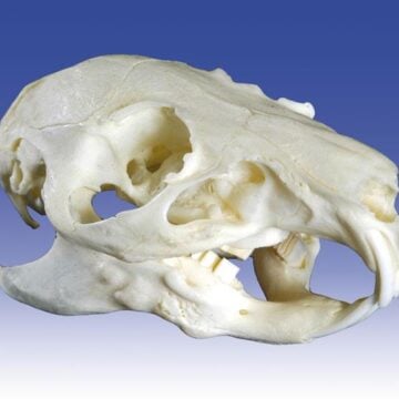 Guinea pig skull