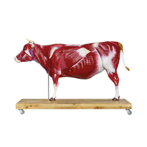 Bovine model, 15 pieces, 1/3 natural size