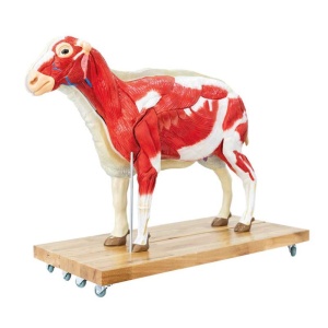 Sheep model, 12 parts, 2/3 life size