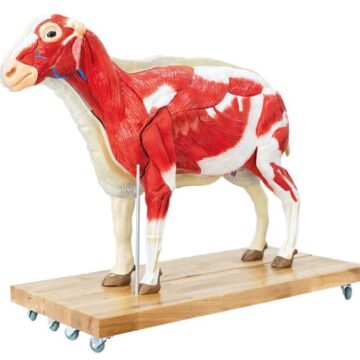Sheep model, 12 parts, 2/3 life size
