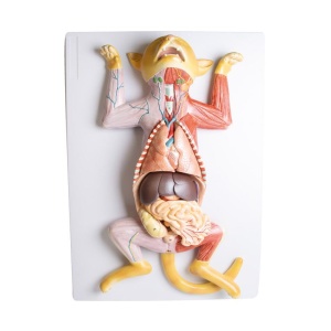 Pregnant Cat Dissection Model