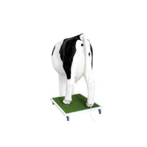 Advanced simulator for artificial insemination (AI) of the cow