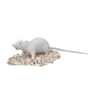 Natsume Rat