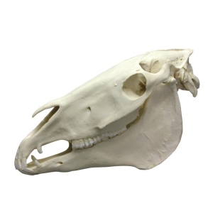 Horse Skull