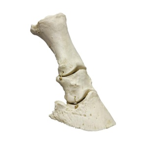 Horse foot, flexible