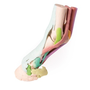 Foot of a horse as model – Model 1