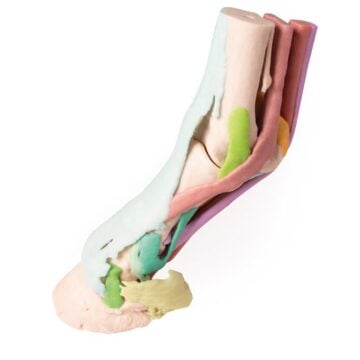 Foot of a horse as model - Model 1