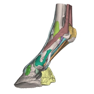 Foot of a horse as model – Model 2