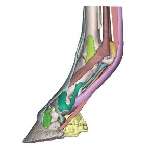 Foot of a horse as model – Model 3