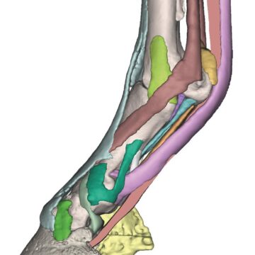 Foot of a horse as model - Model 3