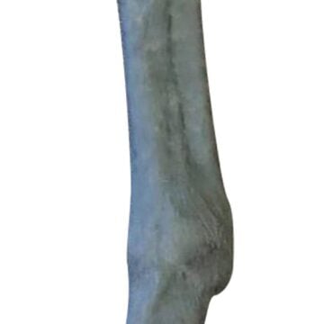 Equine Palpation / Radiology Limb