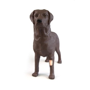 Gynecological training dog Bella