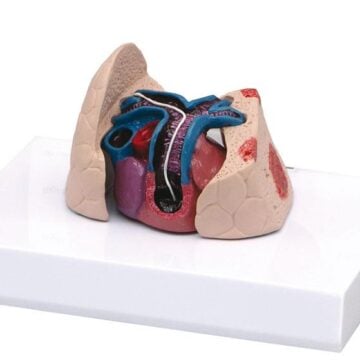 Feline Heart/Lung