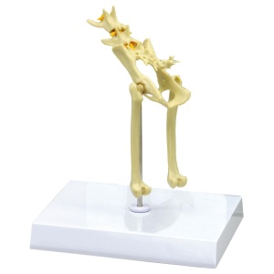 Feline Pelvis