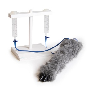 IV. Injection Leg Canine