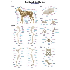 Chart “The canine skeleton”