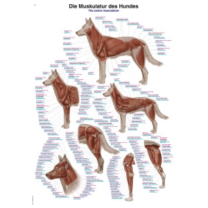 Chart The canine musculature, 70x100cm
