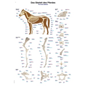 Chart The equine skeleton, 70x100cm