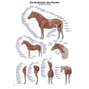 Chart The equine musculature, 70x100cm