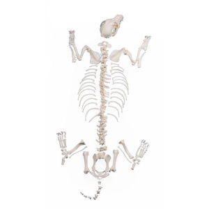 Dog Skeleton, unassembled, middle size dog