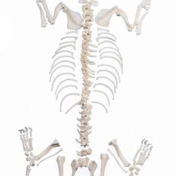 Dog Skeleton, unassembled, middle size dog