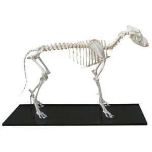 Dog Skeleton, assembled, middle size dog