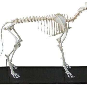 Dog Skeleton, assembled, middle size dog