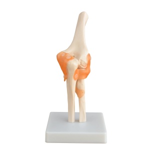 Anatomical Elbow