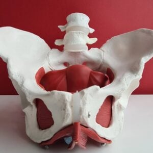 The Pelvic Floor – Your Body’s Hidden Powerhouse
