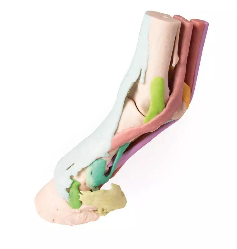 Foot of a horse as model - Model 1 Foot of a horse as model - Model 1