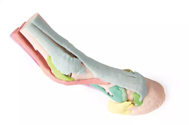 Foot of a horse as model - Model 1 Foot of a horse as model - Model 1
