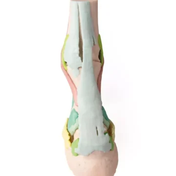 Foot of a horse as model - Model 1