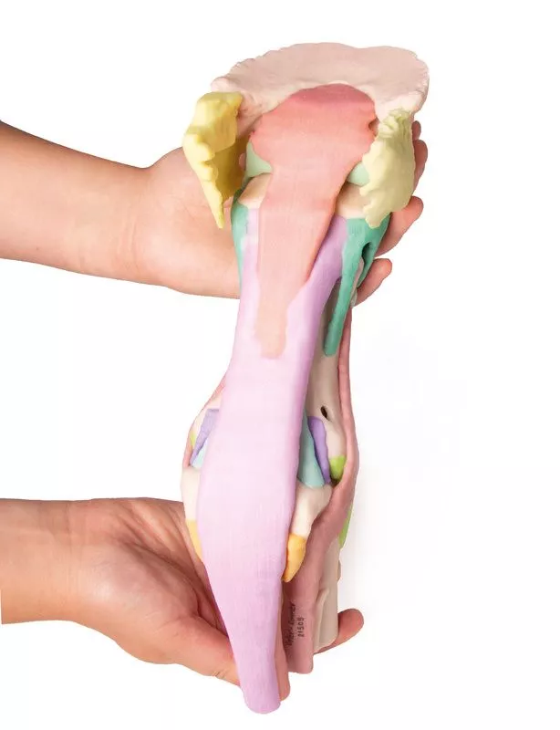Foot of a horse as model - Model 1 Foot of a horse as model - Model 1