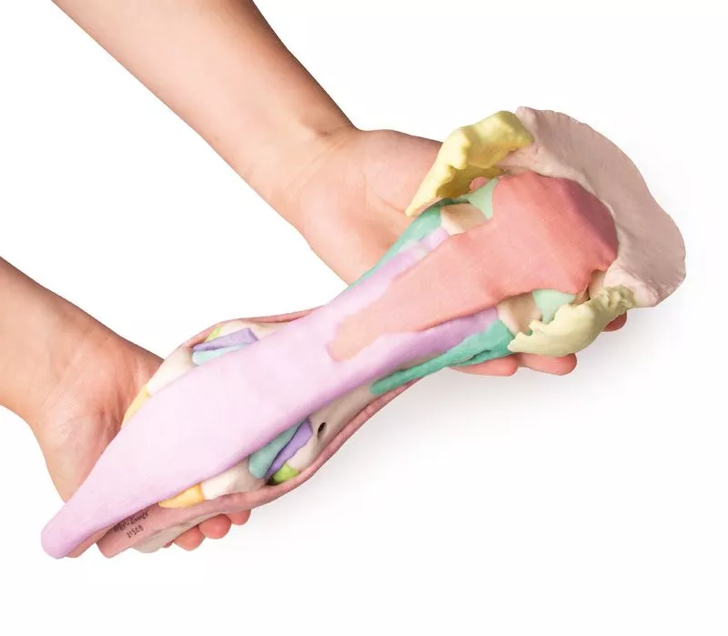 Foot of a horse as model - Model 1 Foot of a horse as model - Model 1