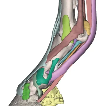 Foot of a horse as model - Model 3