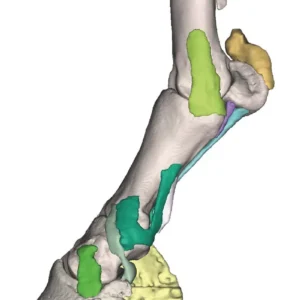 Foot of a horse as model – Model 4