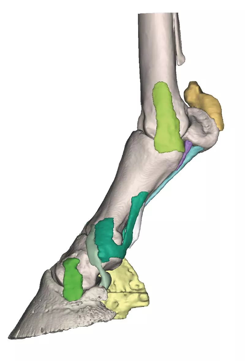 Foot of a horse as model - Model 4 Foot of a horse as model - Model 4